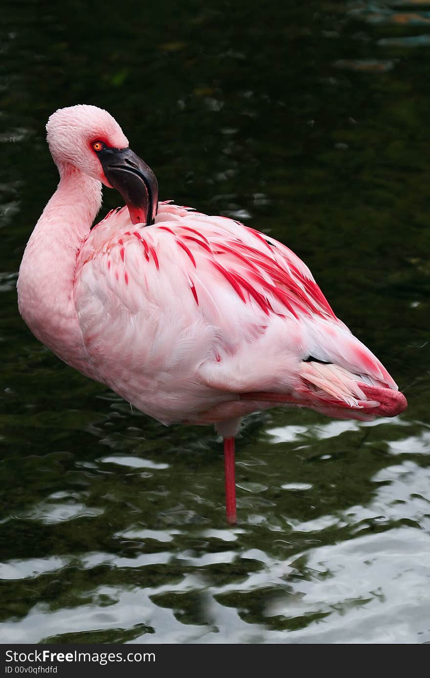 White and Pink Flamingo