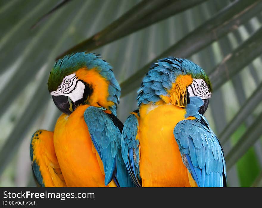 Blue and Yellow Macaw