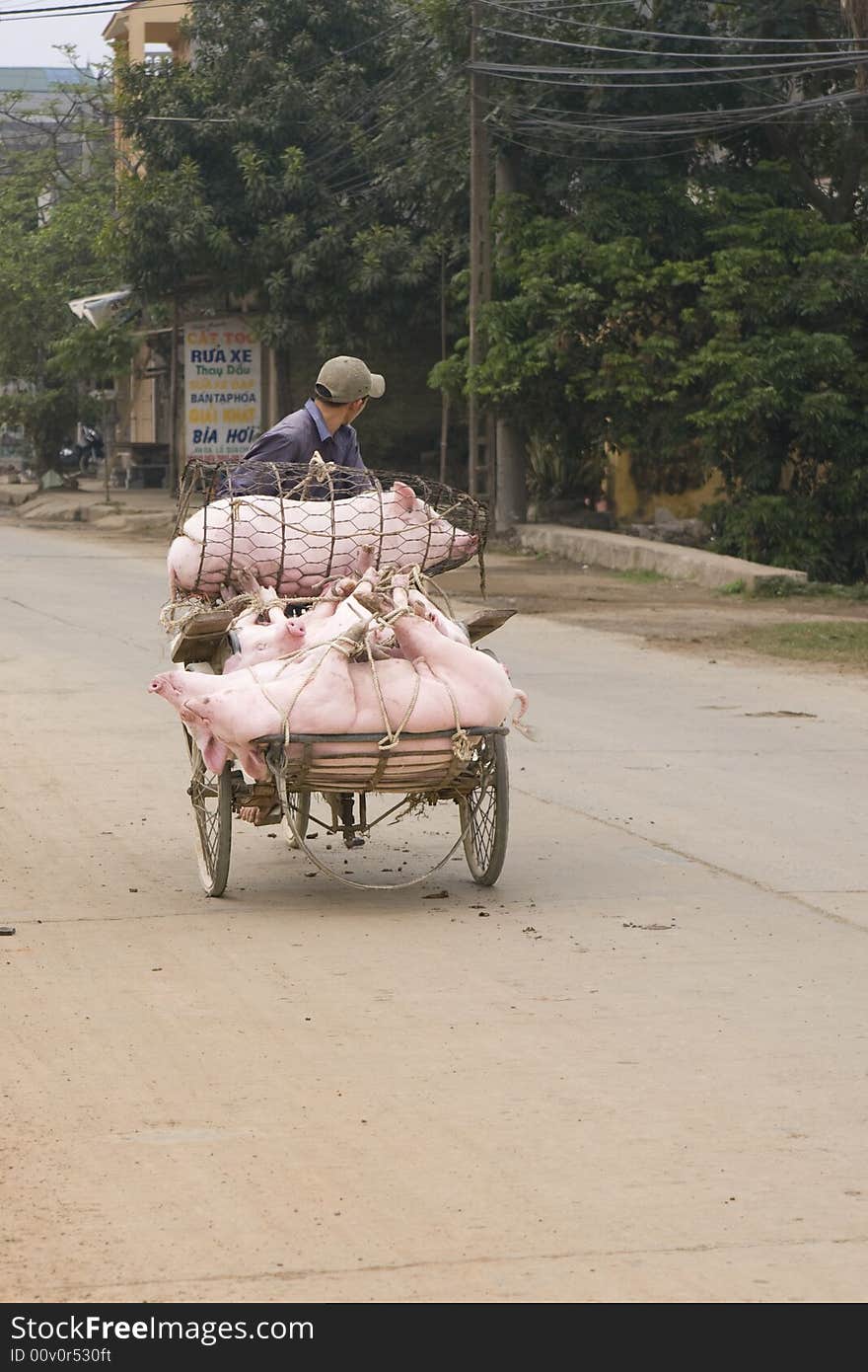 Vietnamese man transporting pigs