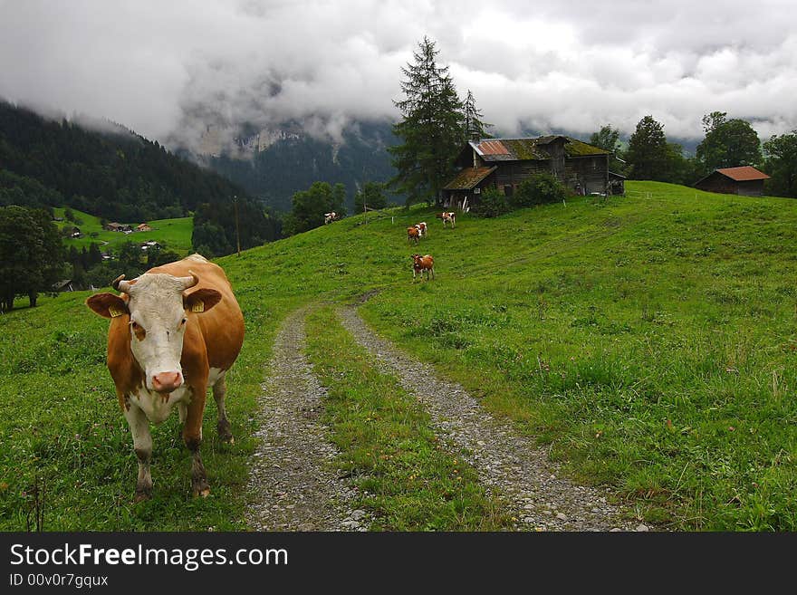 The Alpine landscape with cows