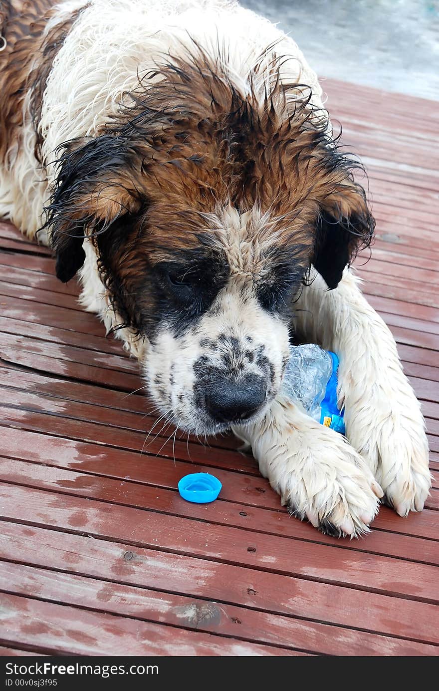 A close up on a St. Bernard adult female lying in the shade. A close up on a St. Bernard adult female lying in the shade