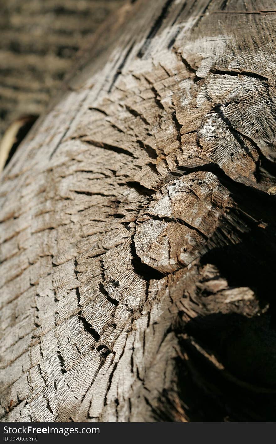 A sharp close up shot of a cut tree, taken with a macro lens. A sharp close up shot of a cut tree, taken with a macro lens