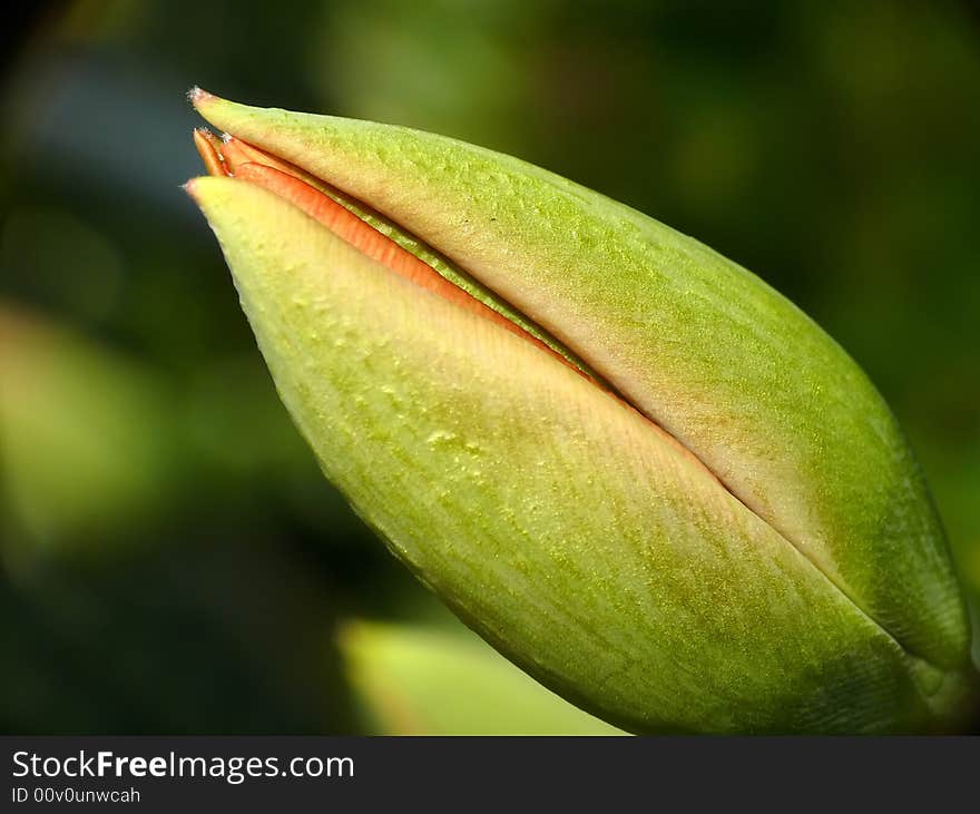 Undeveloped tulip bud on sunlight