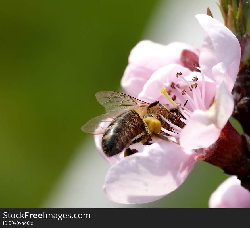 Bee in peach blossom, spring image