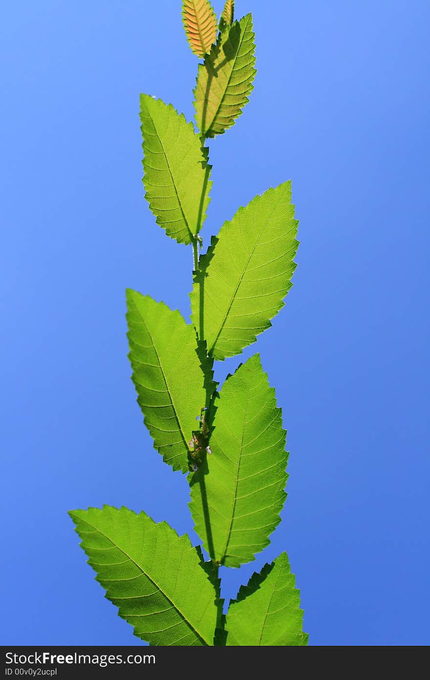 Sunlit Vegetation