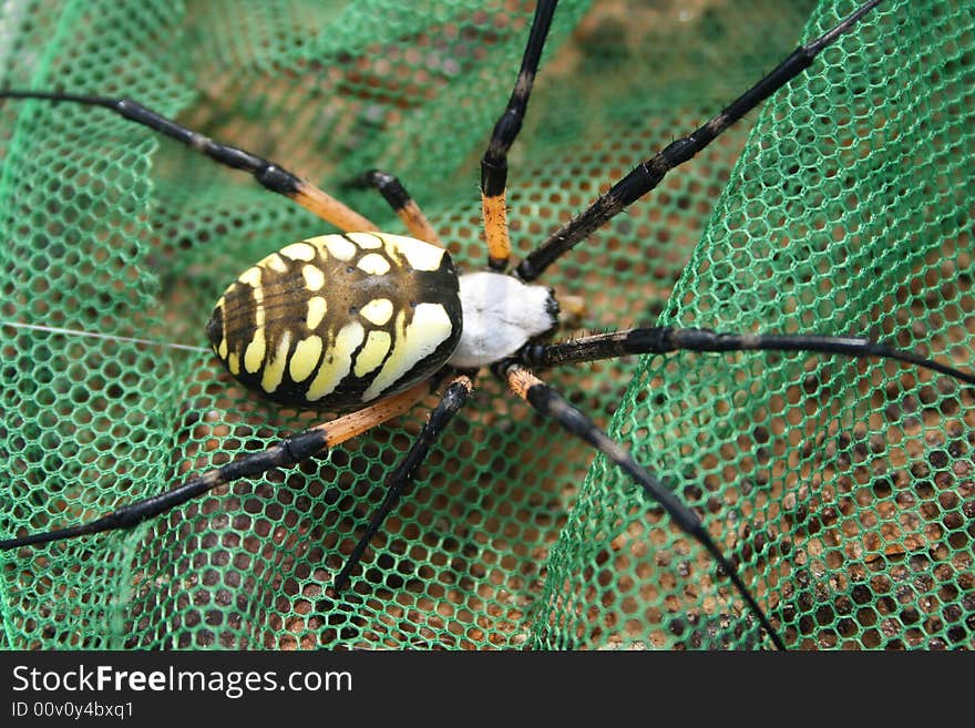 Vivid garden spider against a green net. Vivid garden spider against a green net