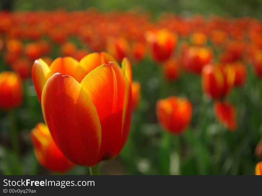 This is a tulip that I photographed it at dusk.How beautifull it is.