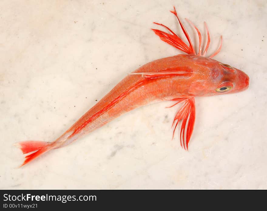 Red Gurnard fish on a marble slab