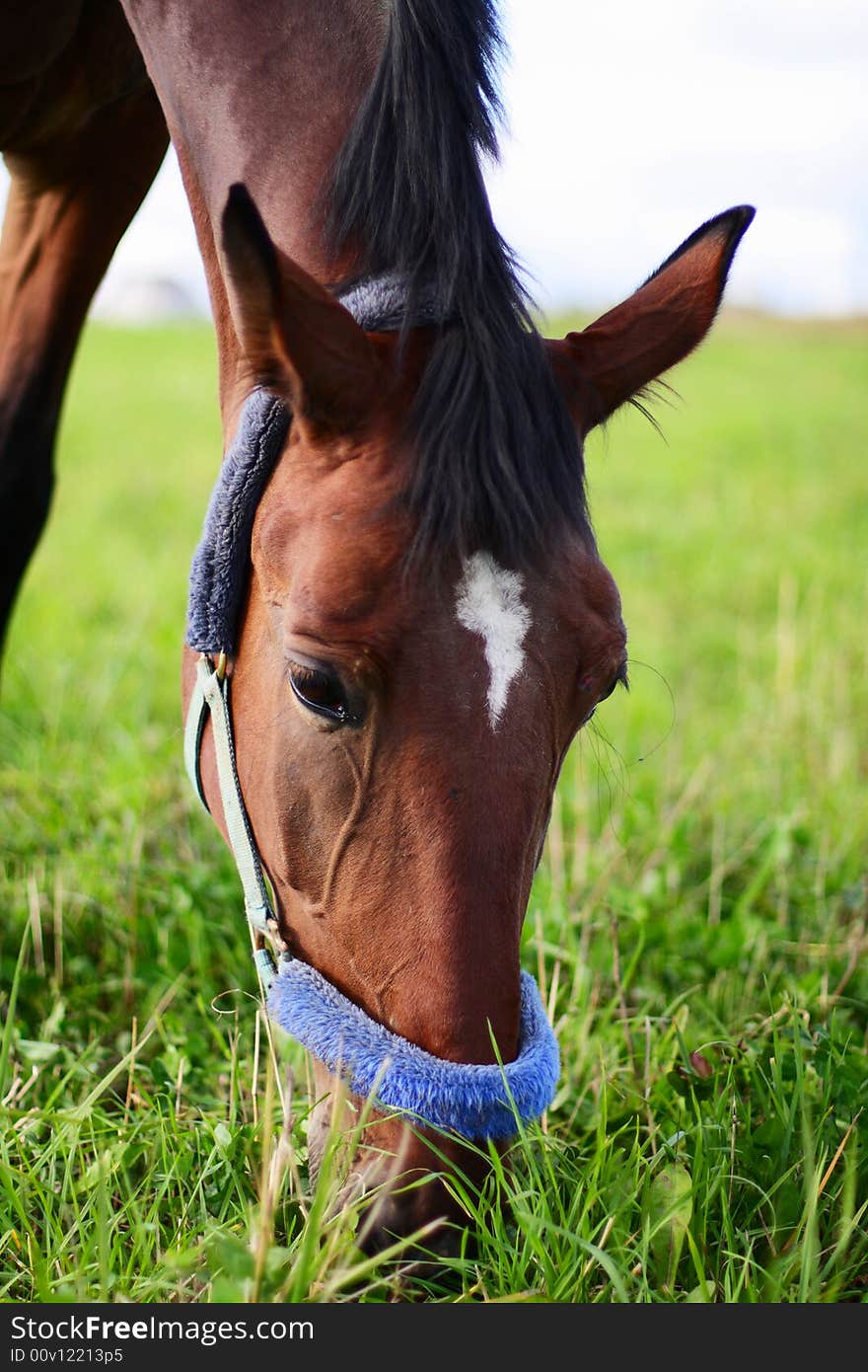 Bay horse eating grass