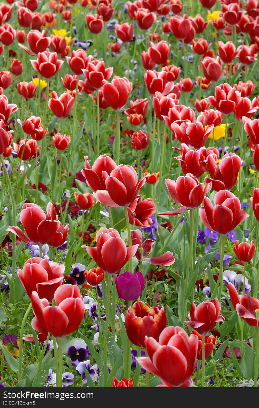 Red tulips in a flower bed, beautiful spring scene