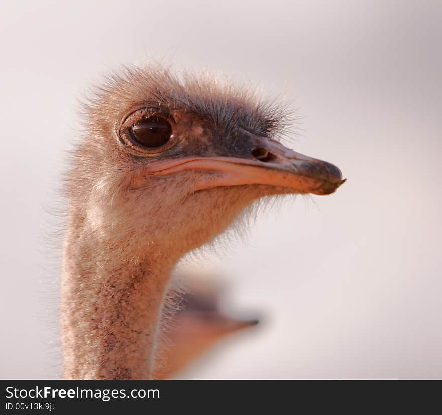 Ostrich On Gaurd