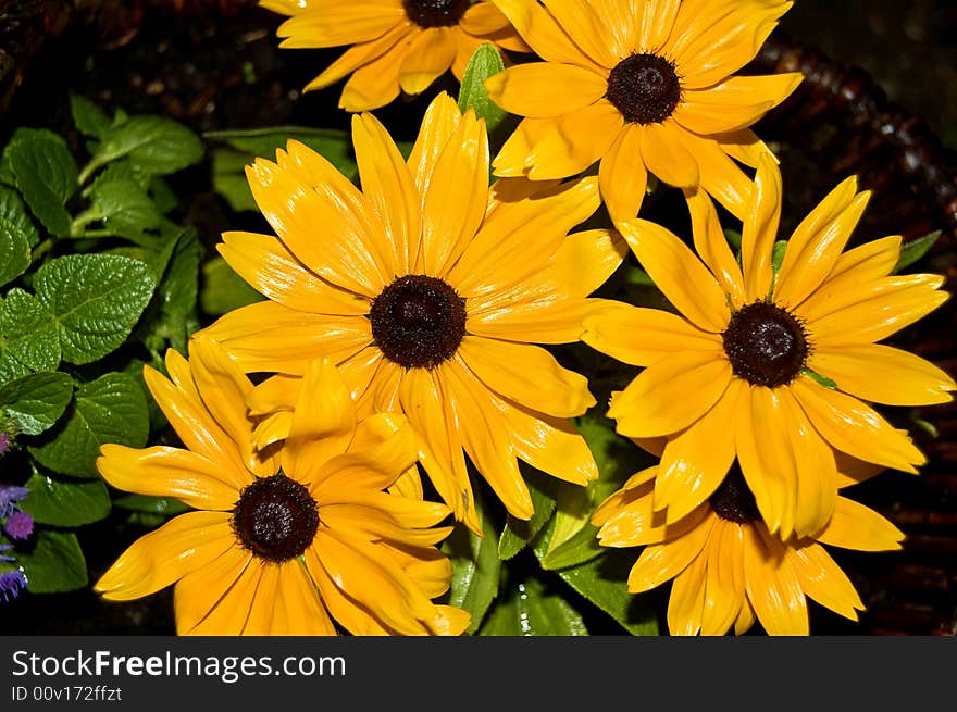 Yellow flowers in the garden