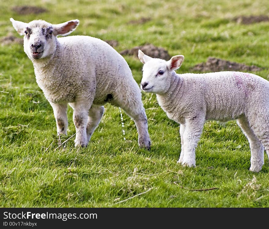 Two Young Lambs