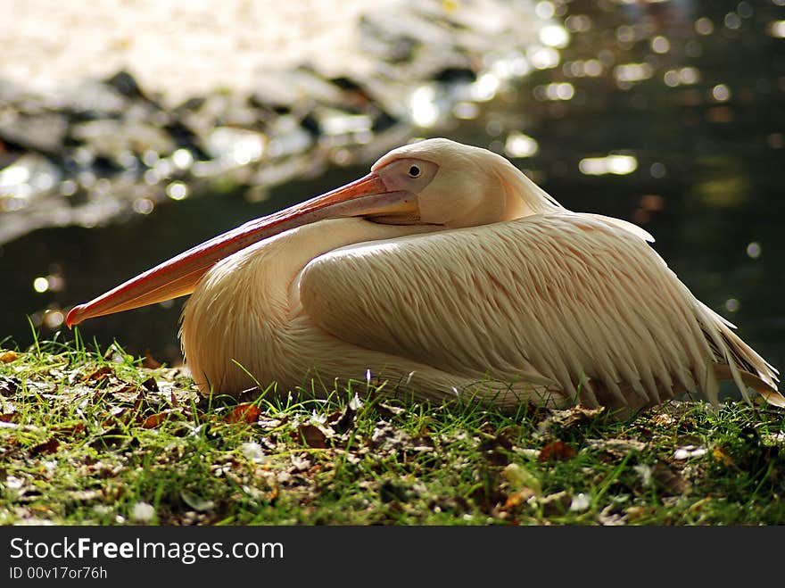 Pelican