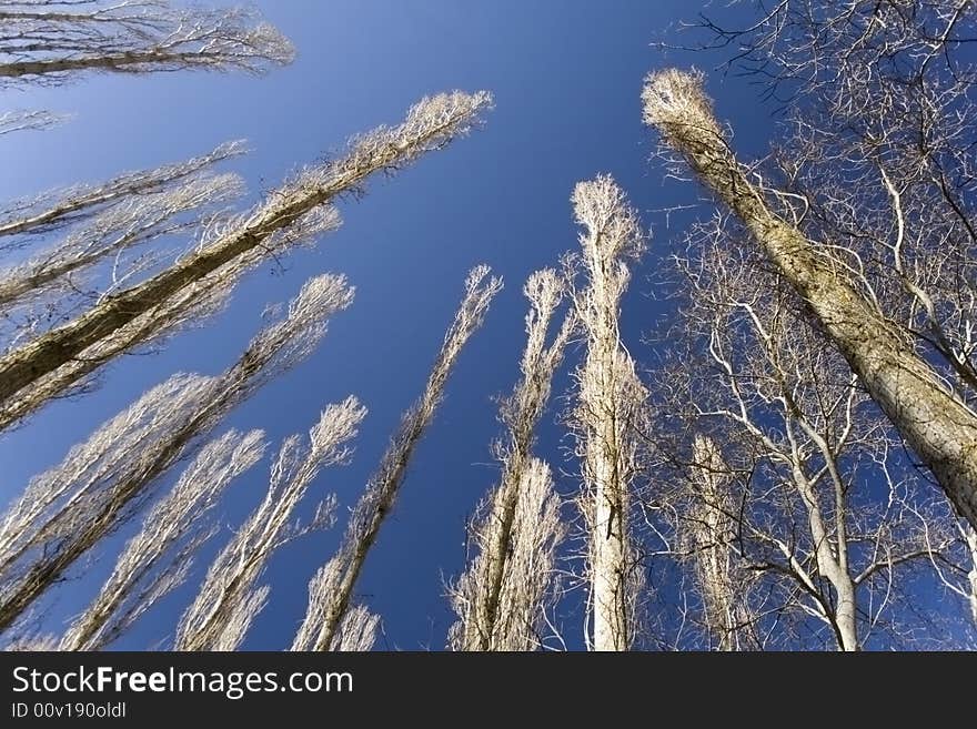 Trees Towards Sky