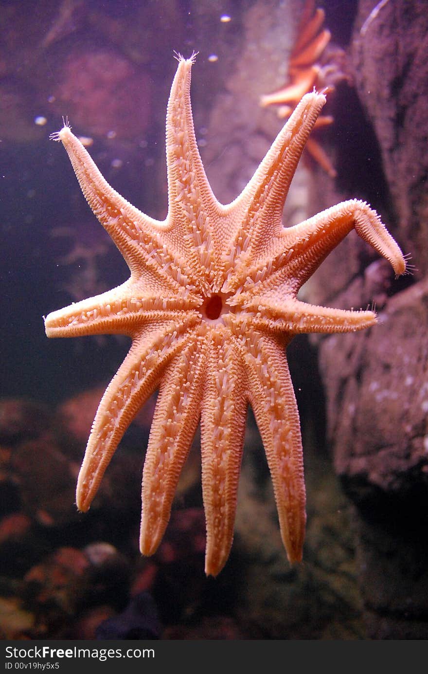 An echinodermata in the class asteroidea, this starfish like animal has 10 arms.  I believe its a sunstar.