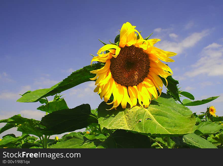 Sunflowers