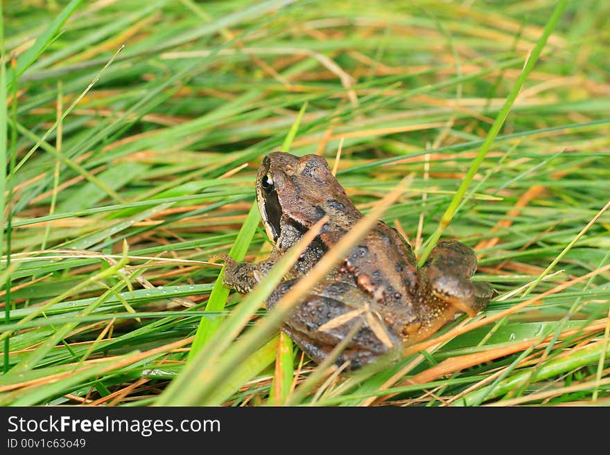 Frog In Grass