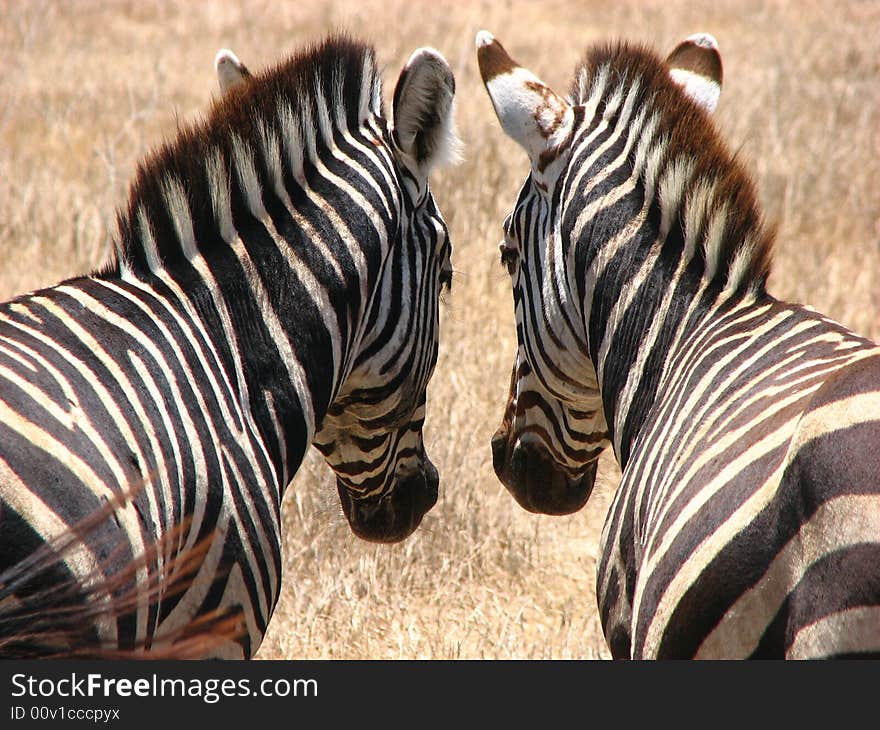 Two zebra's in tanzania norogoro crater