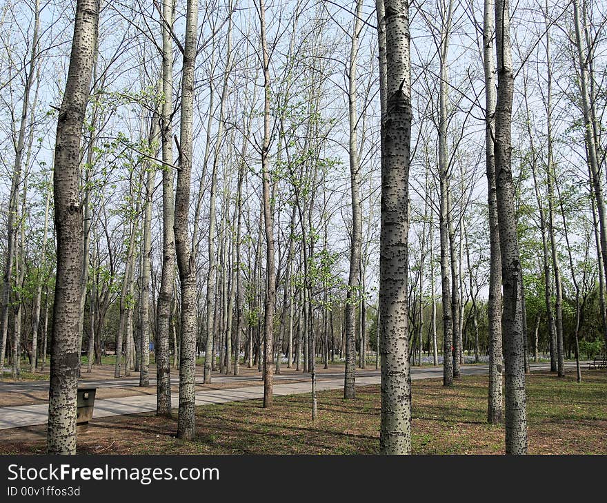 A small woods in Wangjing Park in Beijing。