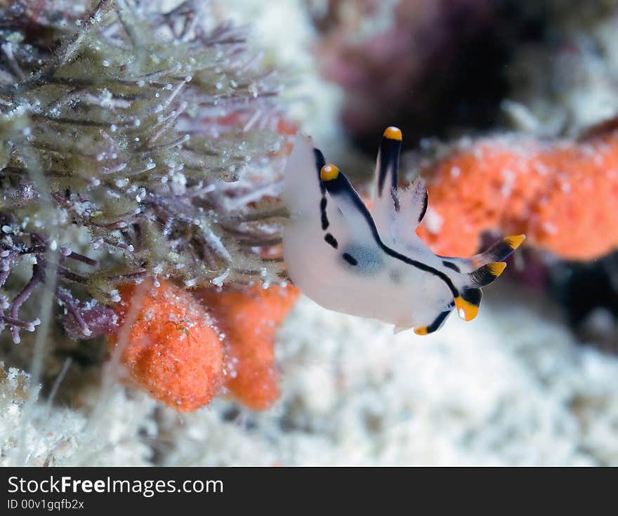 Nudibranch mollusk