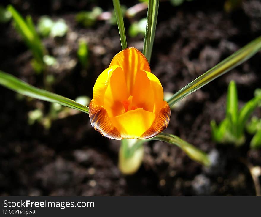 Close-up of beautiful yellow crocus. It have dark stripes on yellow petals and green leafs with white stripes. Leafs are going like light rays in all sides.
Photograph have shallow depth of field, I was focusing on the center of flower head with pistil. . Close-up of beautiful yellow crocus. It have dark stripes on yellow petals and green leafs with white stripes. Leafs are going like light rays in all sides.
Photograph have shallow depth of field, I was focusing on the center of flower head with pistil.