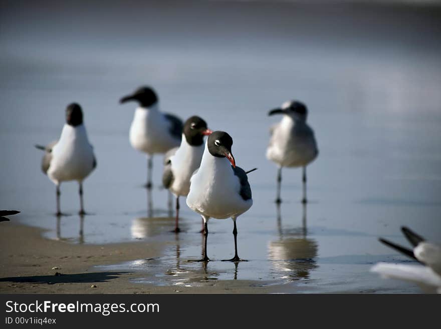 Seagulls on beach