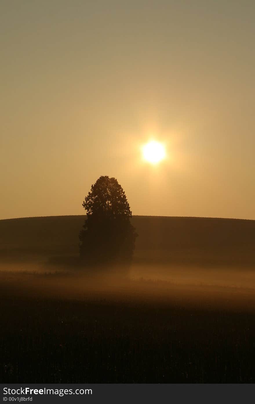 Pride of a morning, tree, sunrise