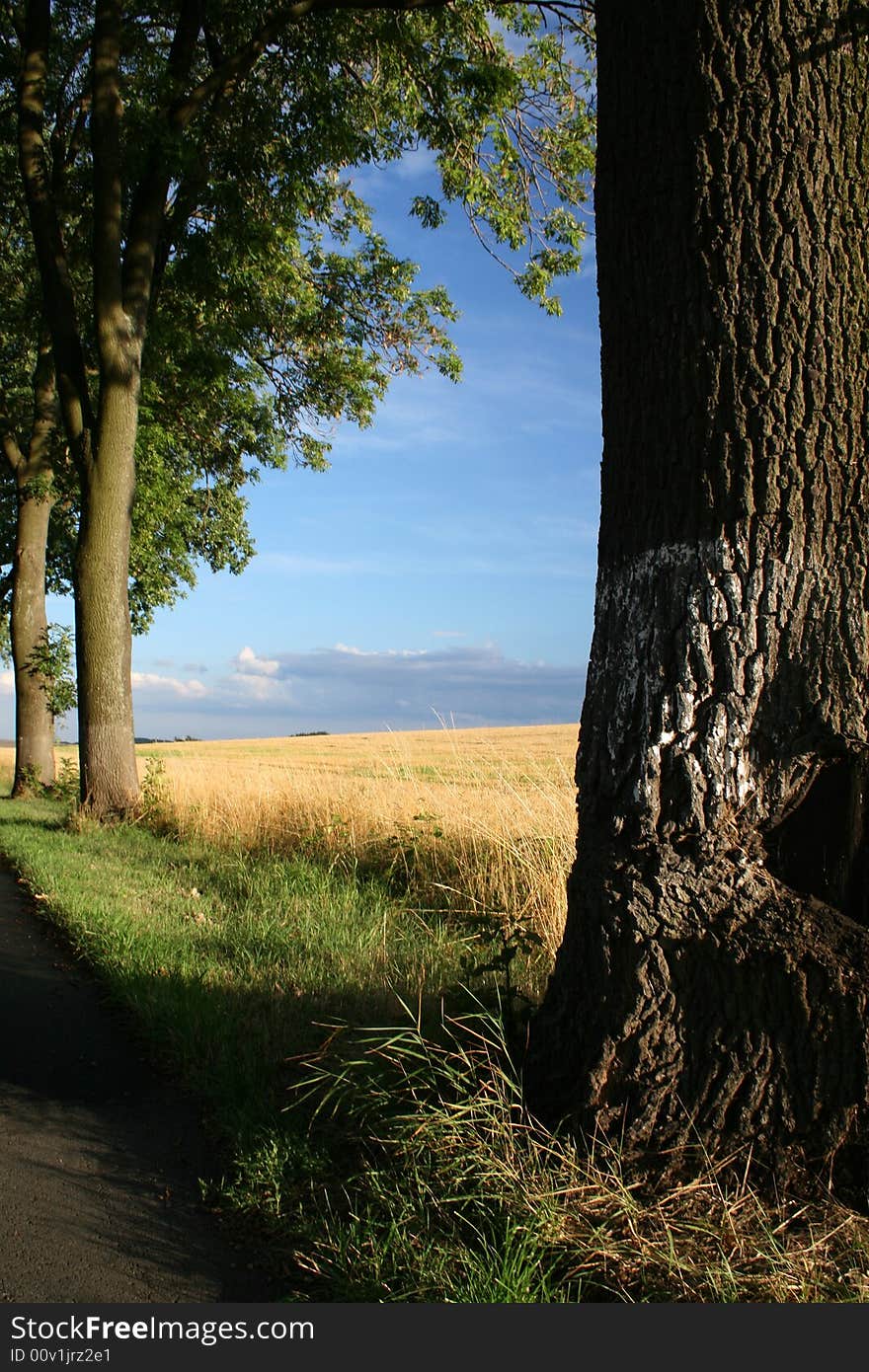 Trees by the road, corn field. Trees by the road, corn field