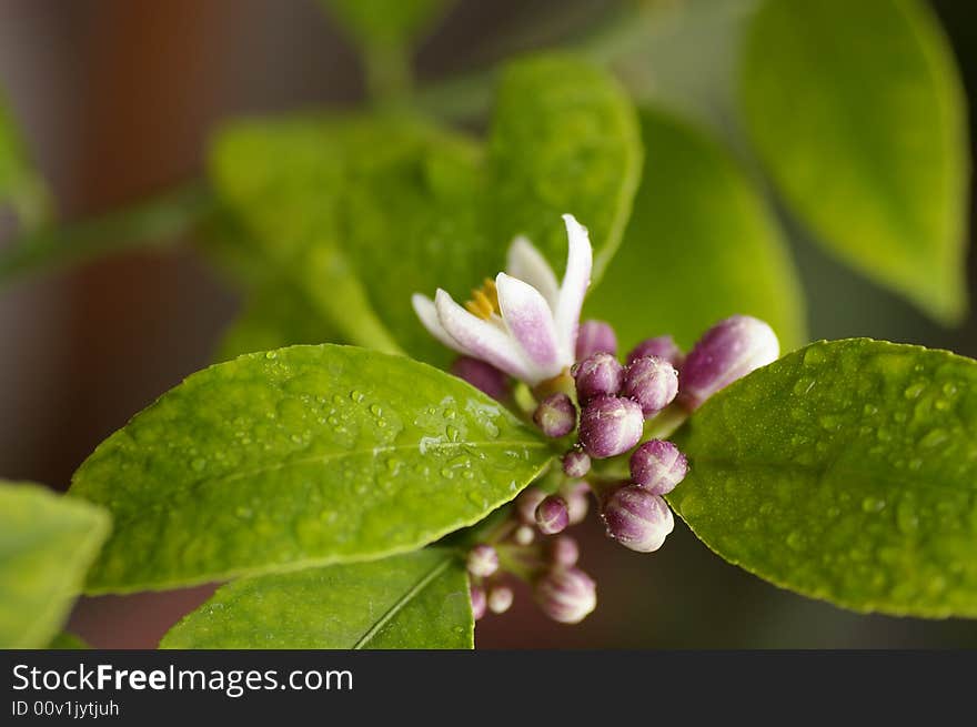 Lemon flower