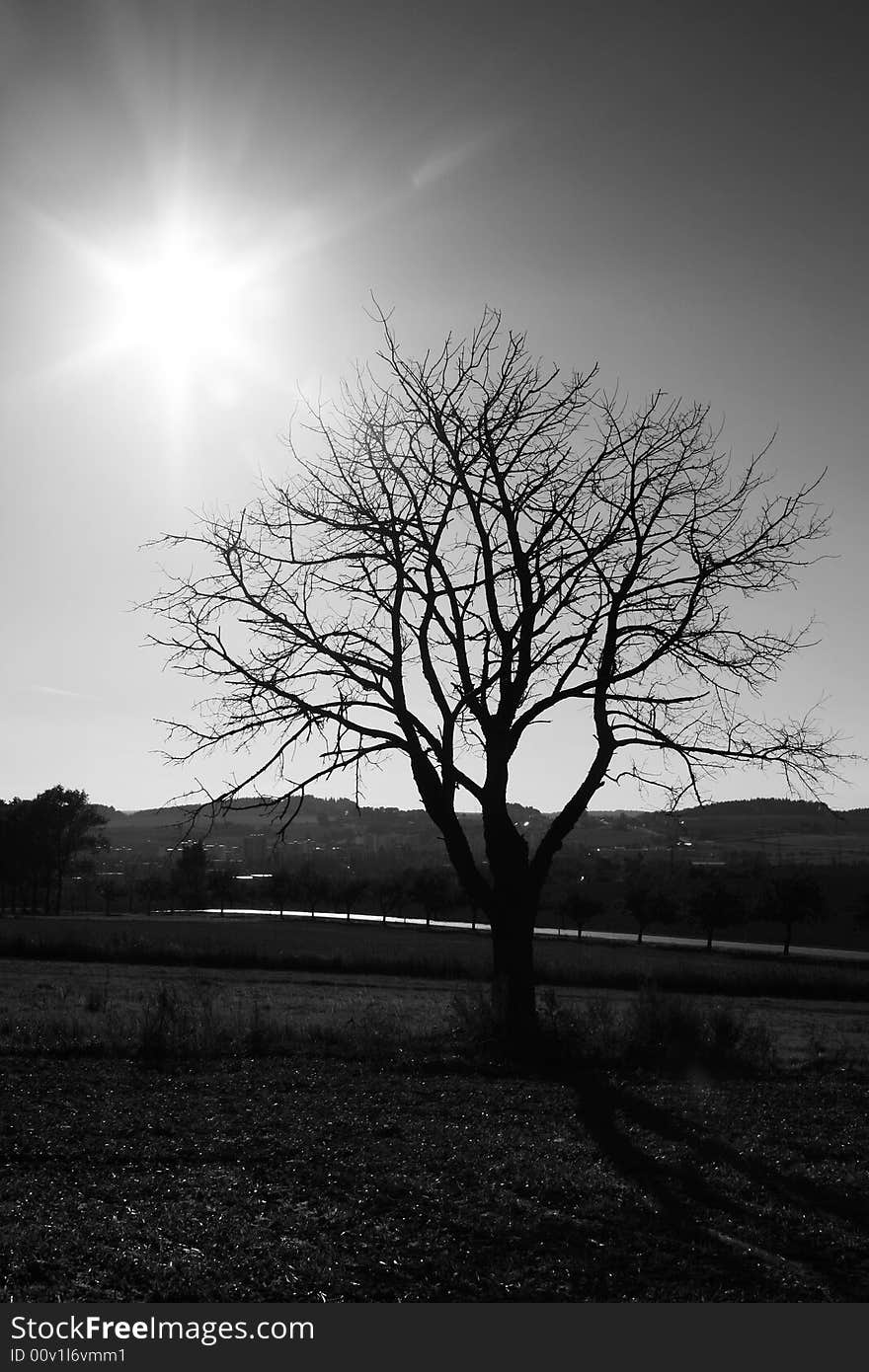 Tree without leaves in field, sun is shining. Tree without leaves in field, sun is shining