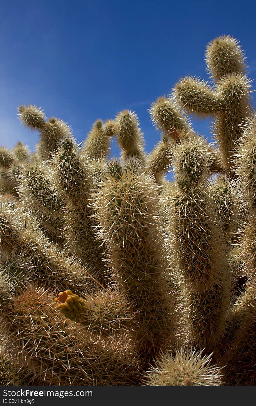 Cactus close-up against blue sky