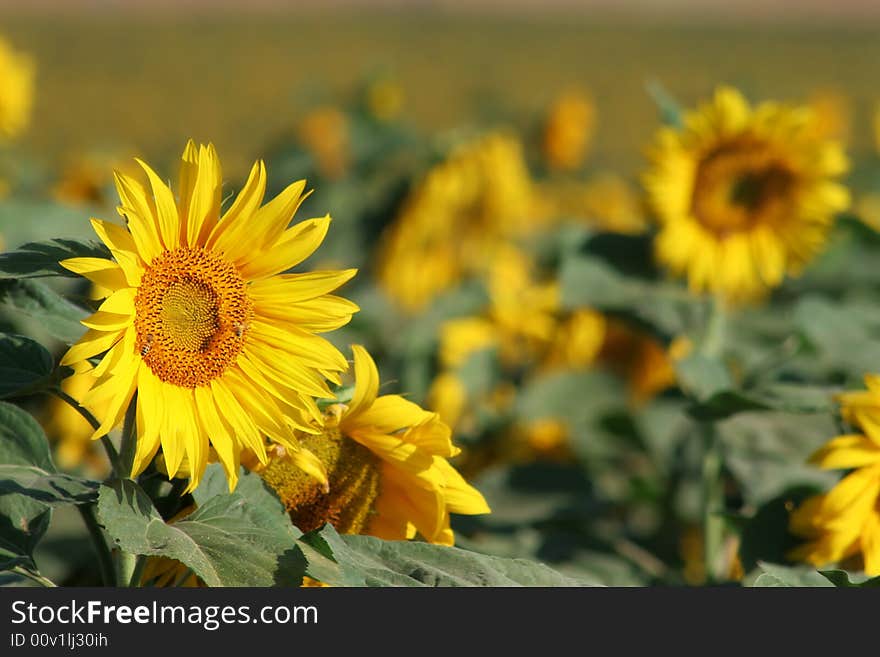 Sunflowers 3.