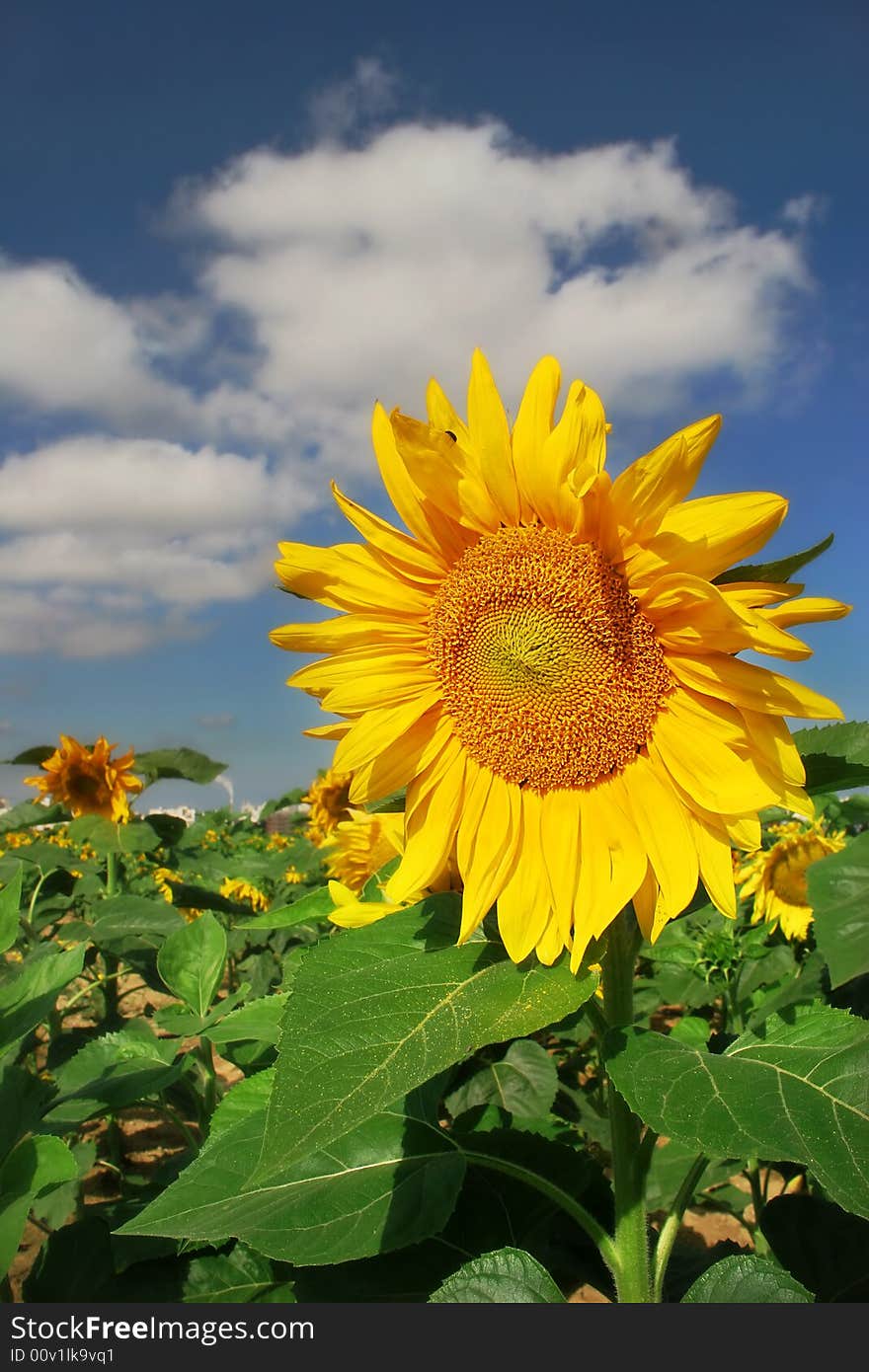 Closeup picture of sunflower on the field. Closeup picture of sunflower on the field.