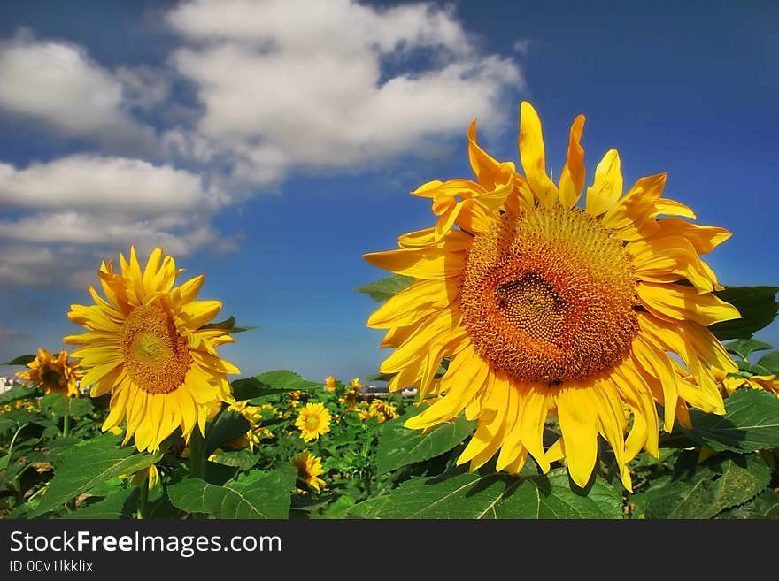 Sunflowers.