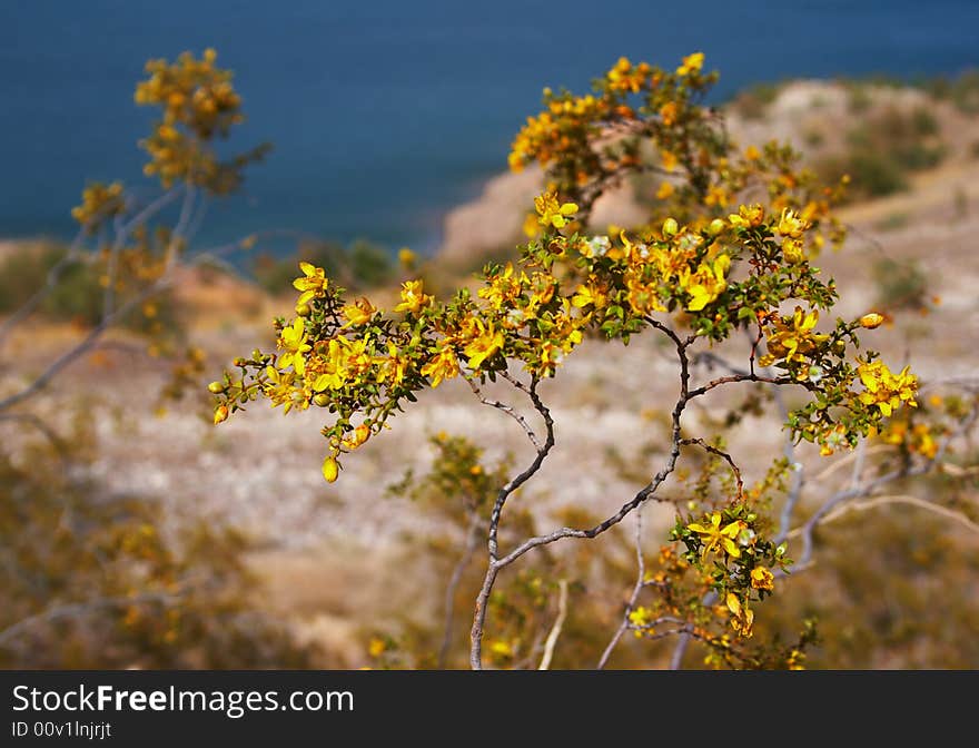 Desert flowers