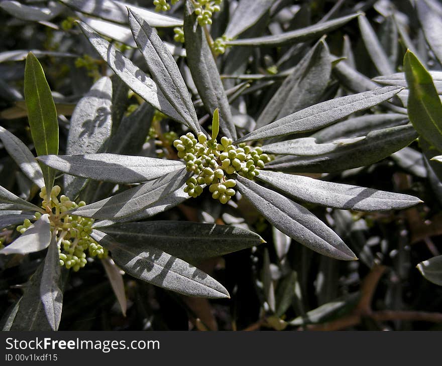 An olive tree branch, with brand new olives. An olive tree branch, with brand new olives.