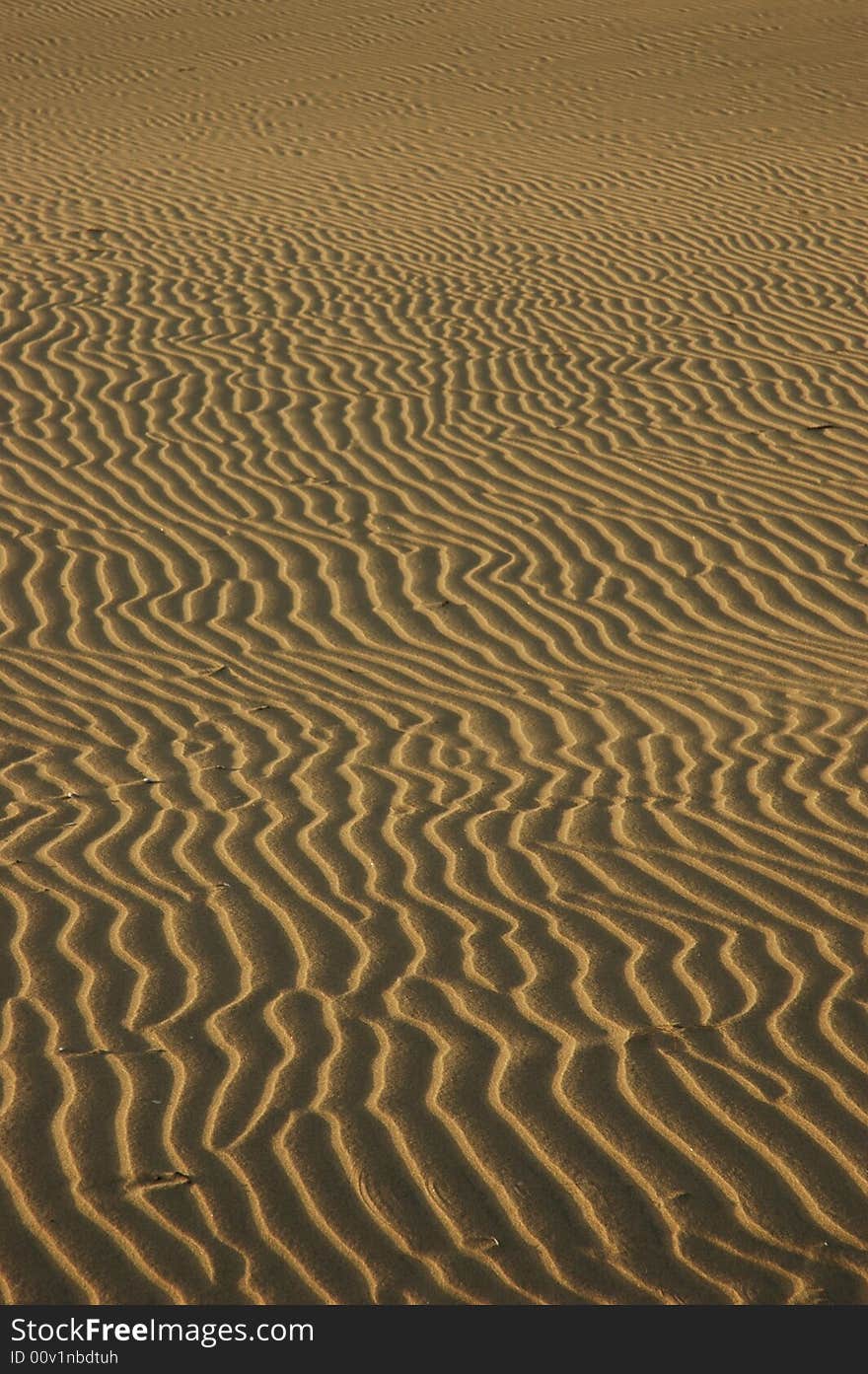 Sand ripples meander over a wavy beach landscape. Sand ripples meander over a wavy beach landscape