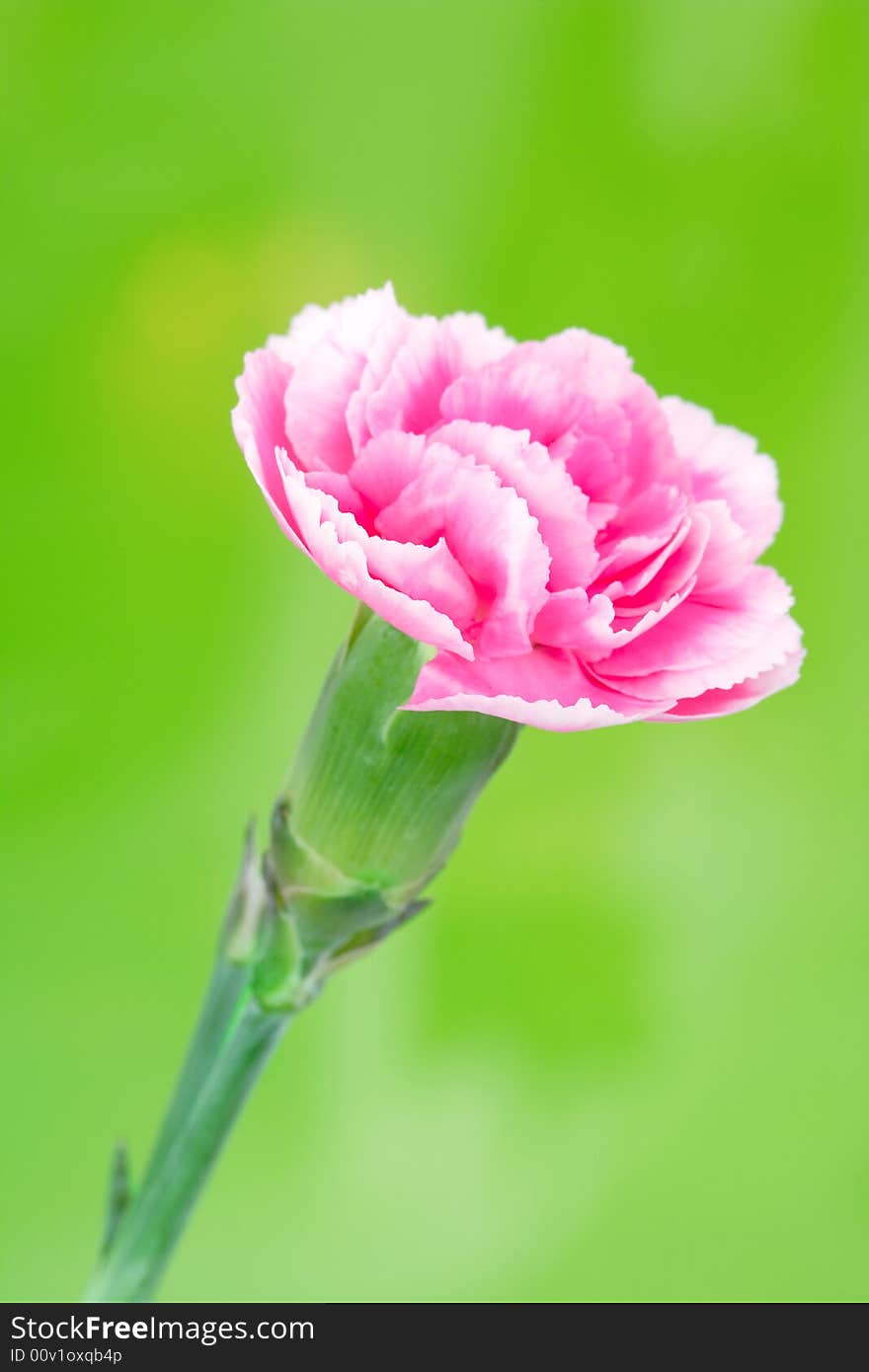 A pink carnation on green background