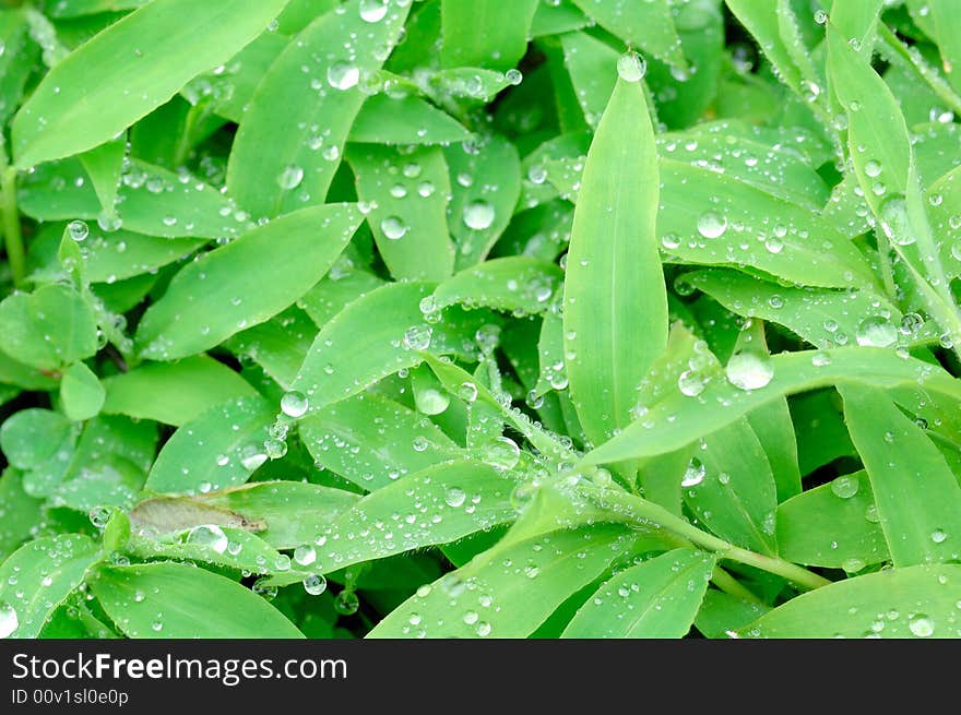 Drop of water on green grasses after the rain.