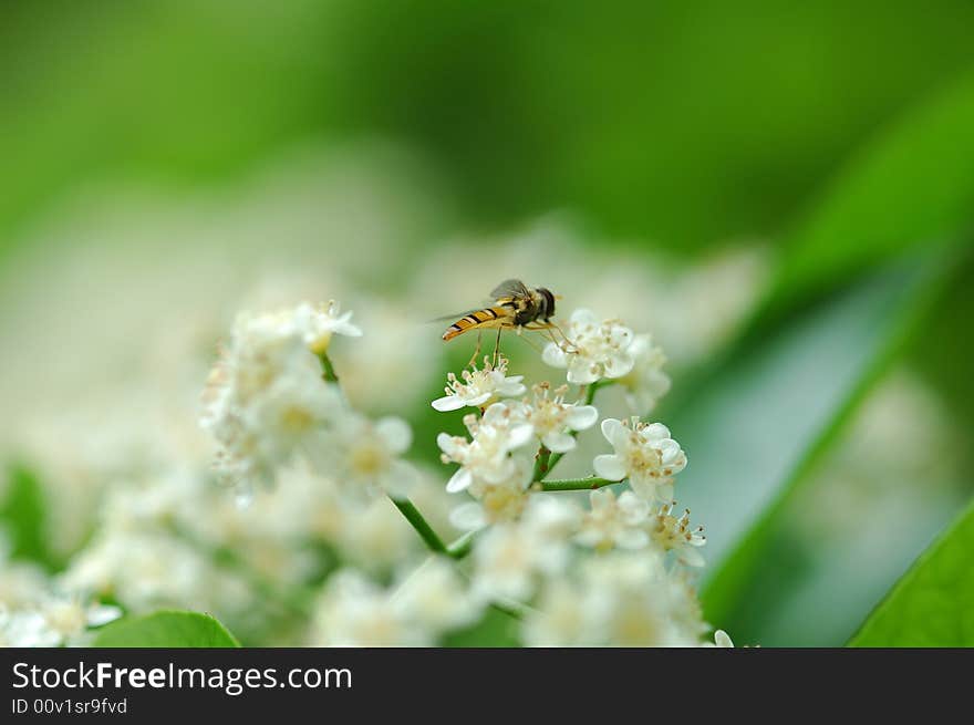 A honeybee stops on the flower.