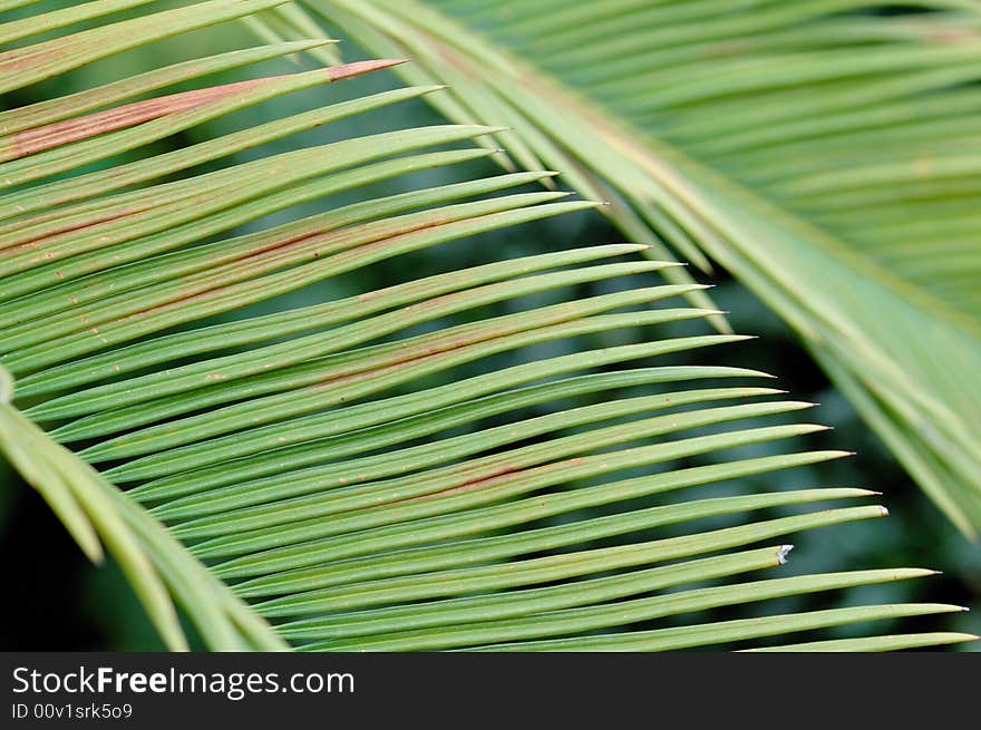 Palm leaf