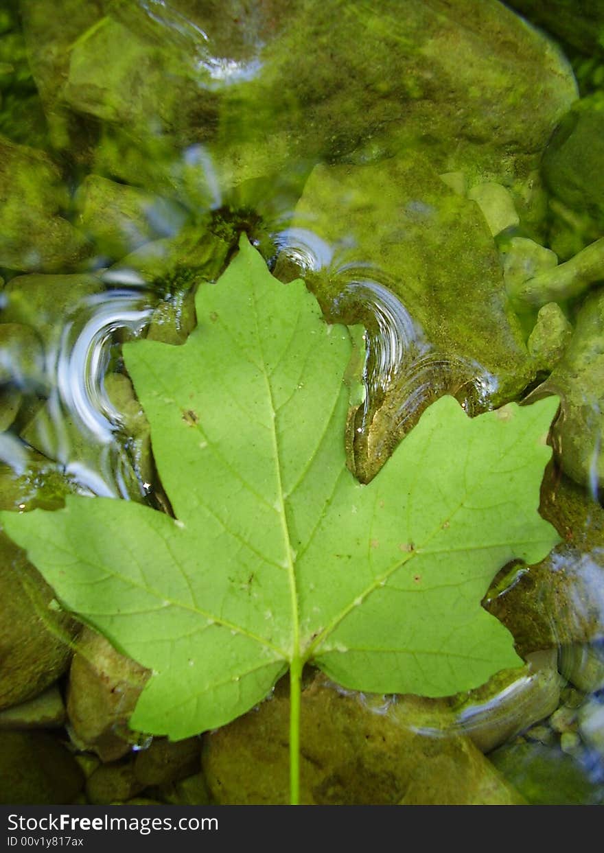 Leaf in small canyon river in Crimea. Leaf in small canyon river in Crimea.