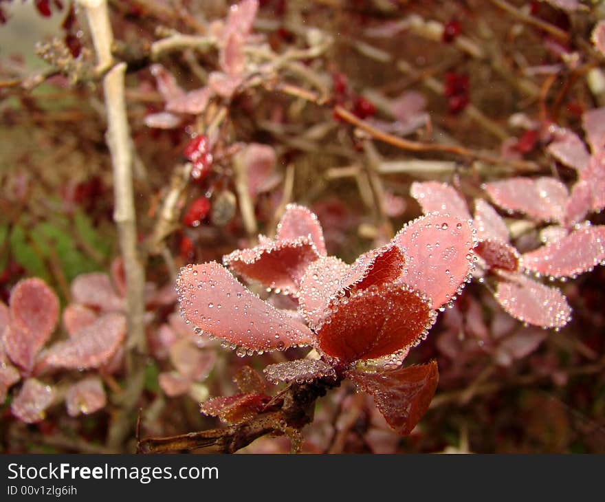 Leaves of barberry. Morning.