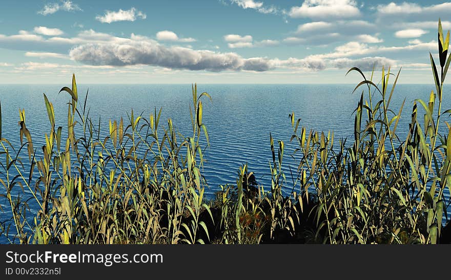 Water plants