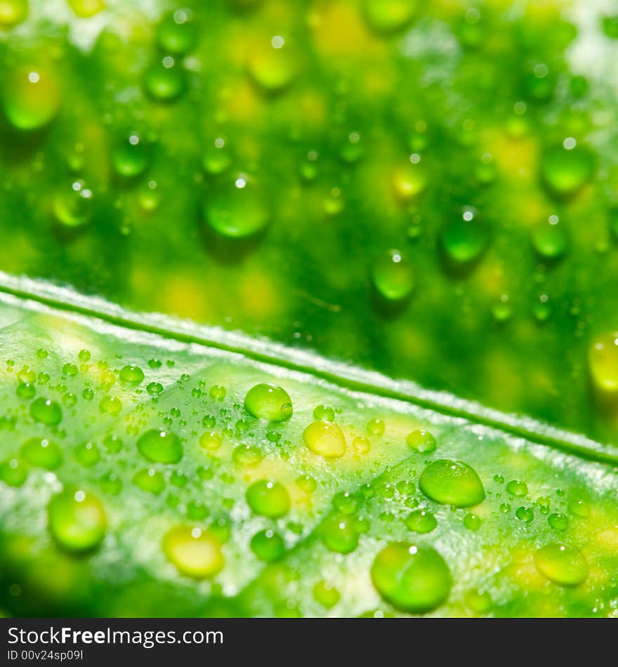 Drops of water on a green plant