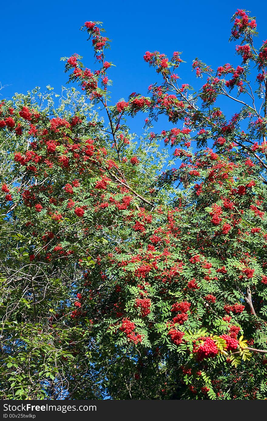 Ashberry tree, park in Novosibirsk, August 2007. Ashberry tree, park in Novosibirsk, August 2007