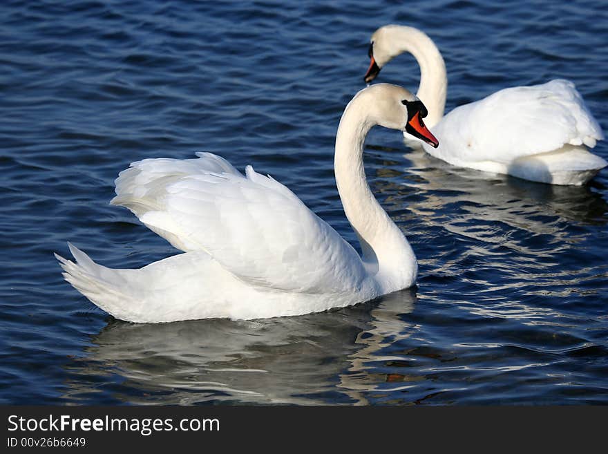 Graceful couple of white swans