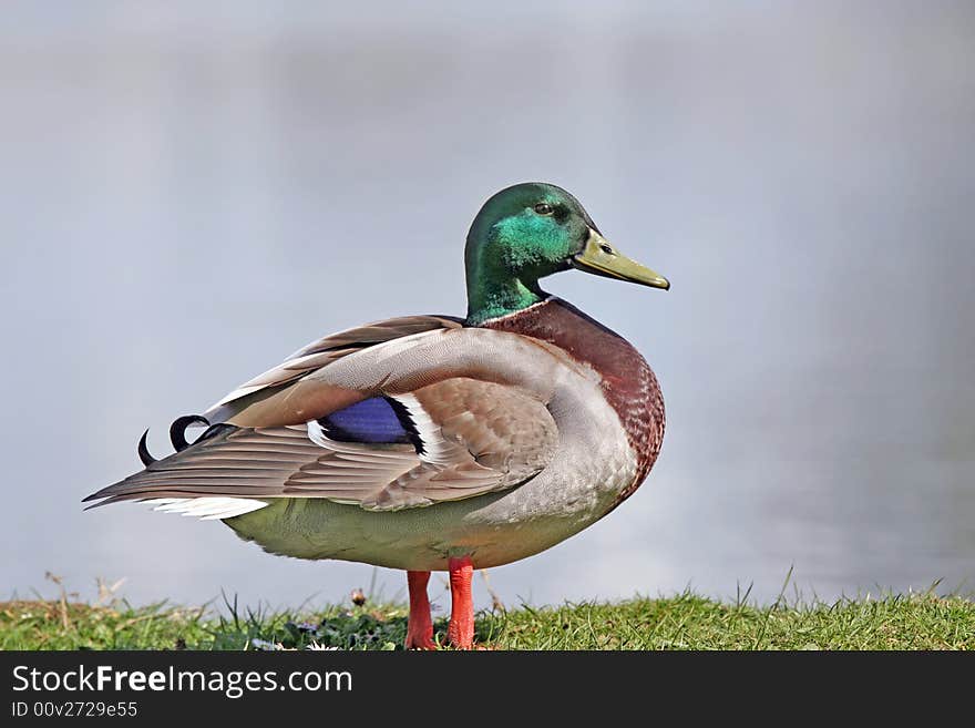 Common male Mallard Duck close-up standing on grass, otherwise very pale background