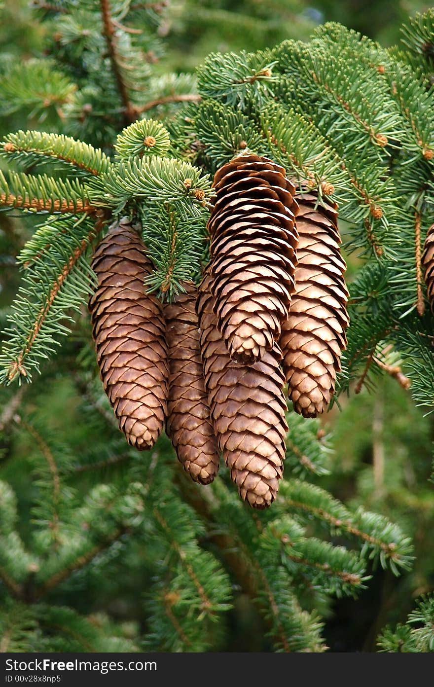 Pine cones